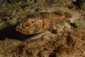   photographed this green eyed puffer during shallow night dive just off rocky shore. love when cant find trip going always plenty subjects shore... shore  